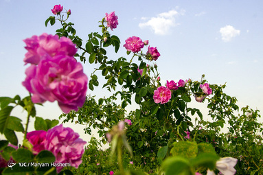 برداشت گل محمدی در شهرستان ساوجبلاغ