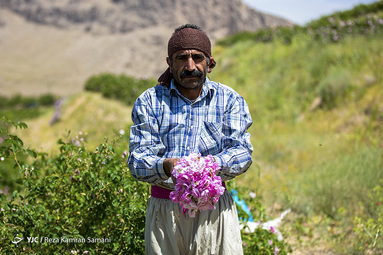 برداشت گل محمدی از مزارع چهارمحال و بختیاری