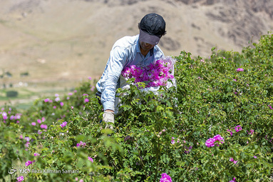 برداشت گل محمدی از مزارع چهارمحال و بختیاری