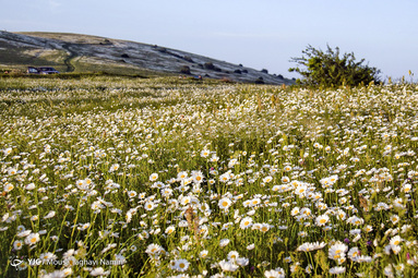 دشت گل‌های بابونه در جنگل فندقلوی نمین اردبیل