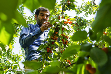 برداشت گیلاس - زیباشهر اصفهان‎