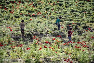 ایرانِ ما؛ دشت لار‎