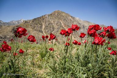 ایرانِ ما؛ دشت لار‎