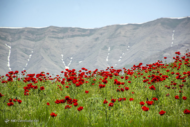 ایرانِ ما؛ دشت لار‎