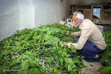آماده سازی پیله ابریشم در گلستان