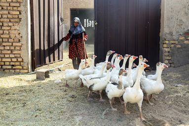 مزرعه عروسکها‎