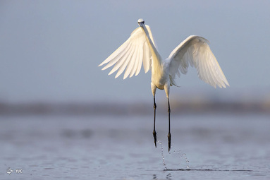 برندگان مسابقه عکاسی Audubon 2020 -           Tim Timmis 