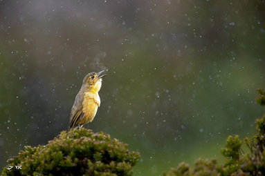 برندگان مسابقه عکاسی Audubon 2020 -   Supreet Sahoo