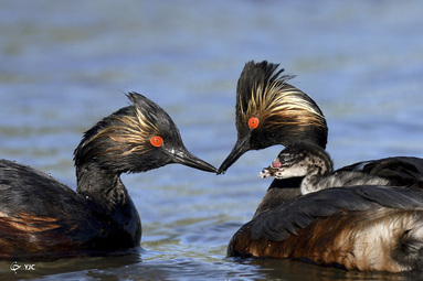 برندگان مسابقه عکاسی Audubon 2020 -   Michael Kim