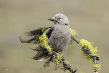 برندگان مسابقه عکاسی Audubon 2020 -       Tim Nicol