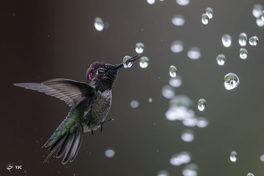 برندگان مسابقه عکاسی Audubon 2020 -       Bibek Ghosh