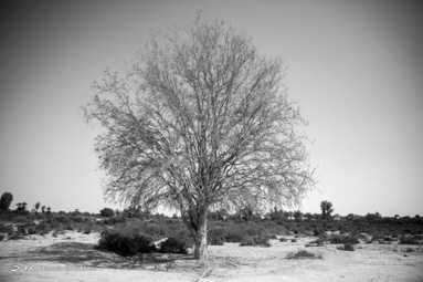 عورکی، منطقه ای از توابع استان سیستان و بلوچستان در اوج بی آبی‎