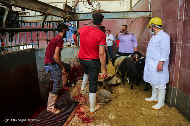 ذبح دام در روز عید قربان