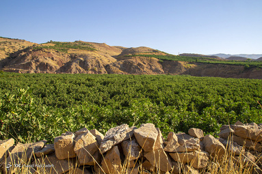 برداشت انجیر - لرستان