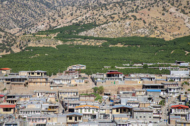 برداشت انجیر - لرستان