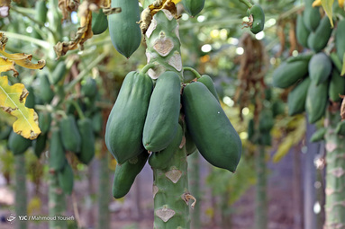 کشت گیاه پاپایا - یزد