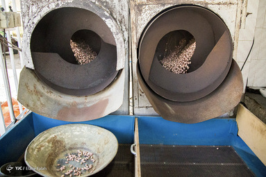 برداشت بادام زمینی - آستانه اشرفیه