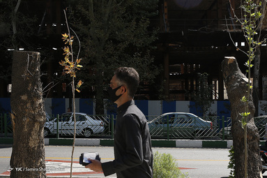 تیغ جفا بر جان درختان کهنسال خیابان ولیعصر تهران