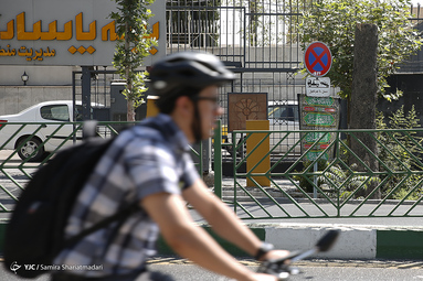 تیغ جفا بر جان درختان کهنسال خیابان ولیعصر تهران