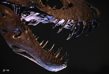 اسکلت Tyrannosaurus rex در شهر نیویورک به نمایش گذاشته شد