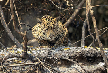 آتش سوزی در پارک Encontro das Aguas در تالاب های Pantanal نزدیک Pocone، برزیل