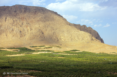 برداشت بادام - شهرستان سامان