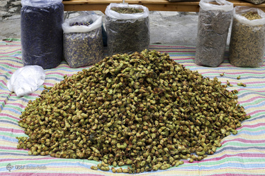 برداشت فندق - رودسر