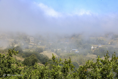 برداشت برنج - روستای بارکلا