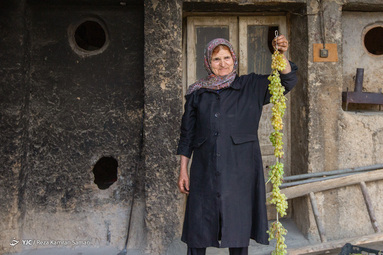 برداشت انگور از سطح ۳۲۰ هکتار تاکستان های شهرستان سامان