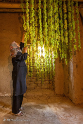 برداشت انگور از سطح ۳۲۰ هکتار تاکستان های شهرستان سامان
