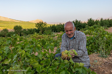 برداشت انگور از سطح ۳۲۰ هکتار تاکستان های شهرستان سامان