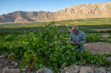 برداشت انگور از سطح ۳۲۰ هکتار تاکستان های شهرستان سامان