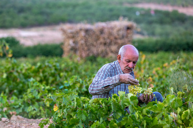 برداشت انگور از سطح ۳۲۰ هکتار تاکستان های شهرستان سامان