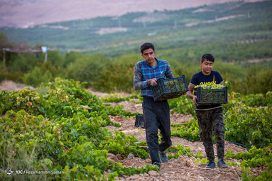 برداشت انگور از سطح ۳۲۰ هکتار تاکستان های شهرستان سامان
