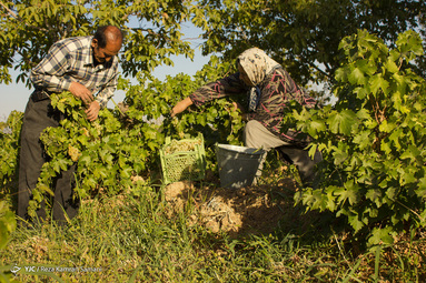 برداشت انگور از سطح ۳۲۰ هکتار تاکستان های شهرستان سامان