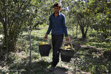 برداشت به - روستای سهروفیروزان