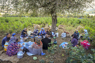 برداشت پنبه - گلستان