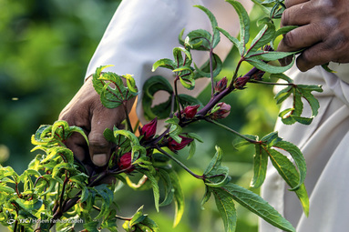 برداشت چای ترش - شهرستان کارون