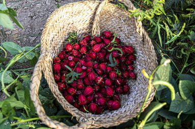 برداشت چای ترش - شهرستان کارون