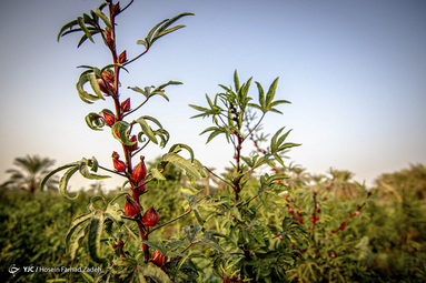 برداشت چای ترش - شهرستان کارون