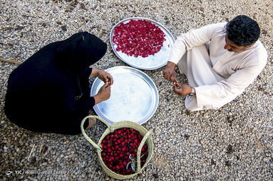 برداشت چای ترش - شهرستان کارون