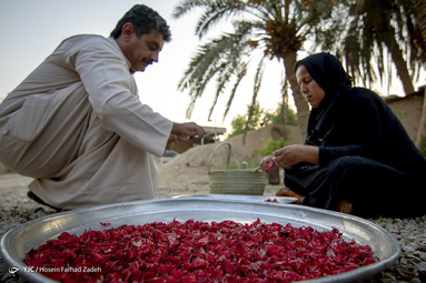 برداشت چای ترش - شهرستان کارون