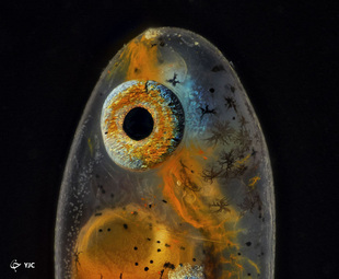 جنین ماهی شقایق (Amphiprion percula)