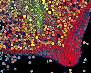 Hebe plant anther with pollen