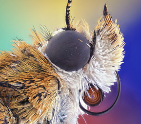 نمای نزدیک پروانه بوگونگ