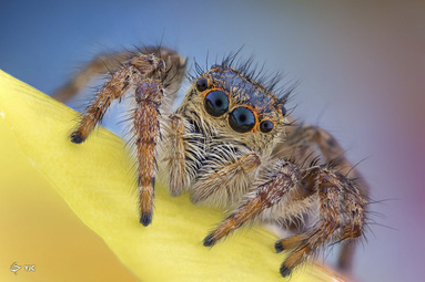 یک عنکبوت پرنده (Salticidae)