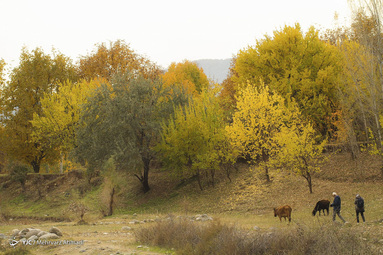 پاییز جنگل های ارسباران در اطراف شهر کلیبر و مناظر سحرانگیز آن - آذربایجان شرقی