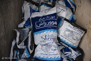 برداشت میگوی پرورشی از مزارع سایت شیف‎ - بوشهر