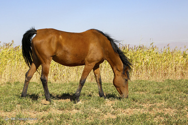 نژاد اسب دره شوری