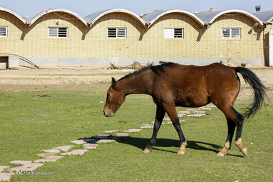 نژاد اسب دره شوری